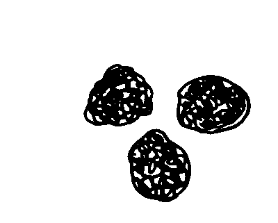 crottes d'�cureuil