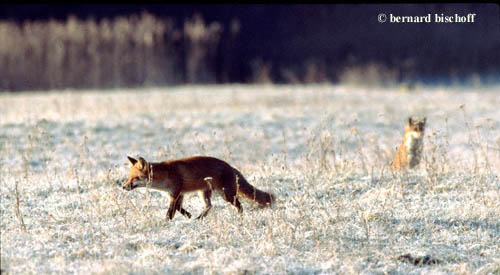 renard